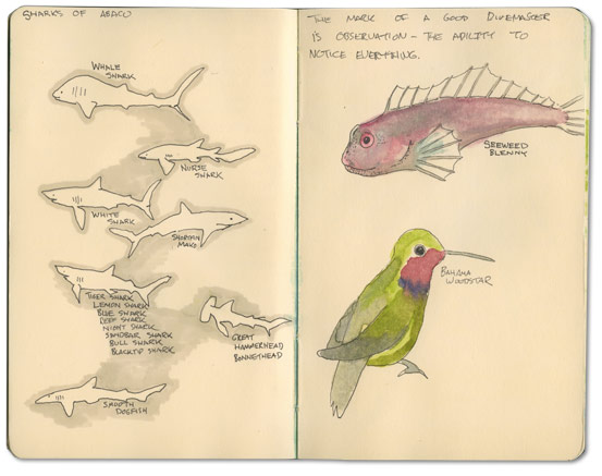 Bahama Woodstar and other sketches