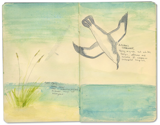 Shearwater Sketch, Bahamas