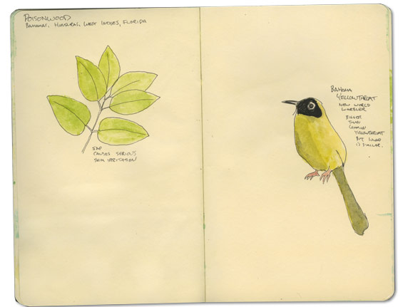 Bahama Yellowthroat Sketch