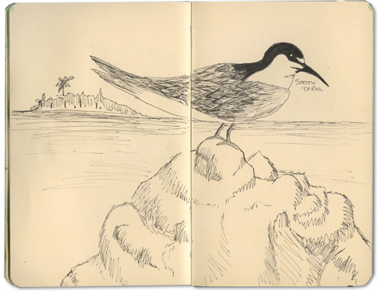 Sooty Tern Sketch