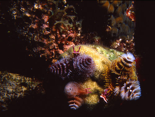 nudibranchs