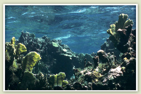 Guana Cay Coral Reefs
