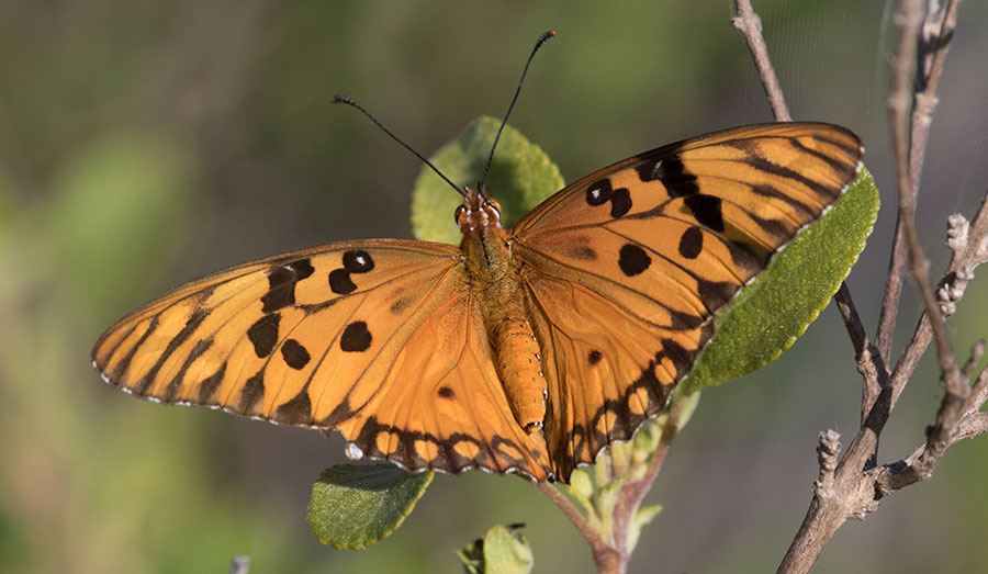 Gulf Fritillary (Agraulis vanillae), Havana, Cuba
