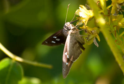 Hammock Skipper (Polygonus leo), Abaco Islands, Bahamas
