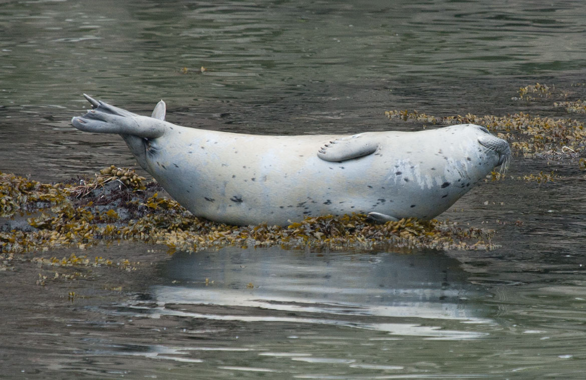 Harbor Seal (Phoca vitulina)