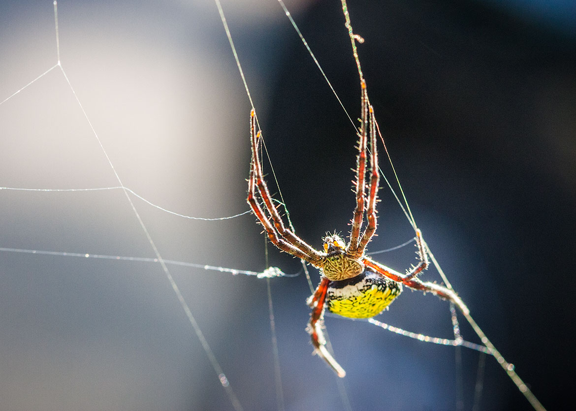 Hawaiian Garden Spider (Argiope appensa) on orb web in Kauai, Hawaii