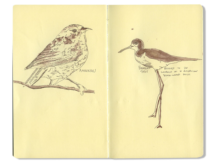 Hawaiian Stilt Sketch