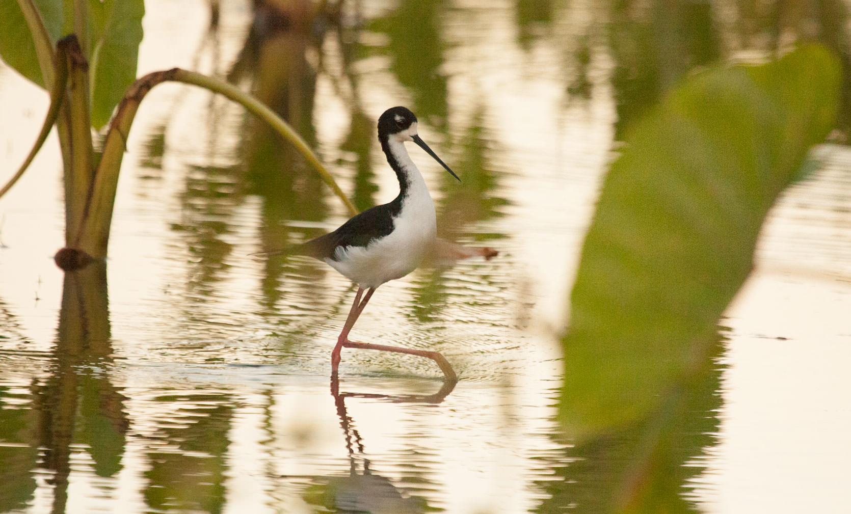 Hawaiian Stilt