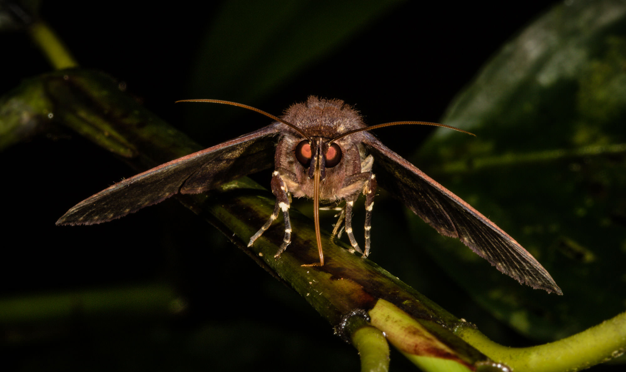Moth at night in the Tambopata jungle