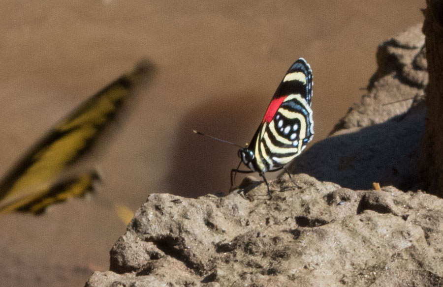 Hesperis Eighty-eight (Callicore hesperis), Tambopata River, Peru