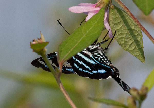 Hewitson's Sabre-wing (Jemadia hewitsonii), Yasuni National Park, Ecuador