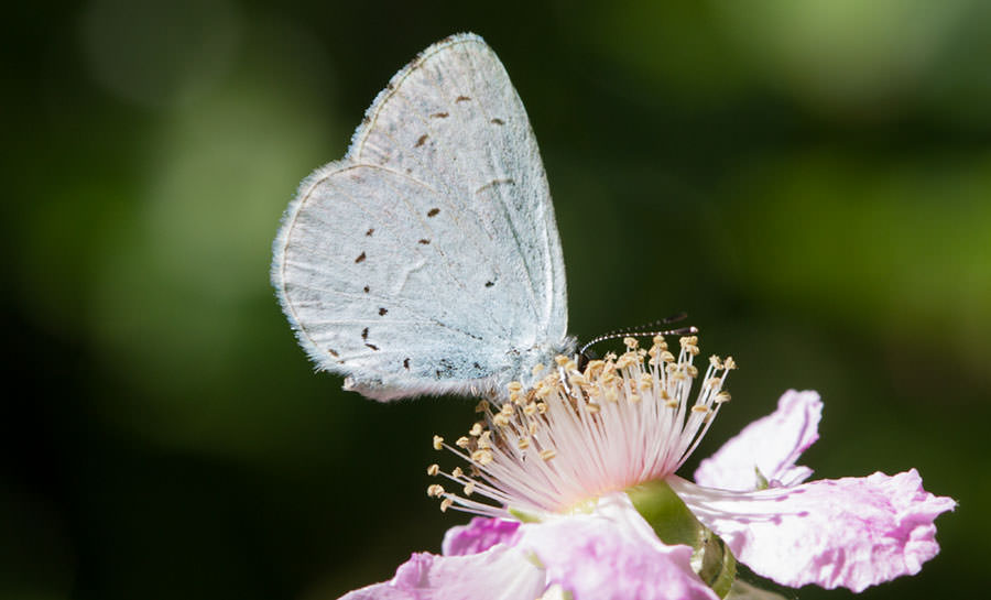 Holly Blue Butterfly (Celastrina argiolus), Sicily, Italy