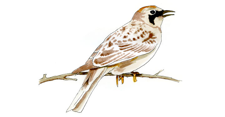 Watercolor and Copic marker sketch of a Horned Lark (Eremophila alpestris), by Erik Gauger.
