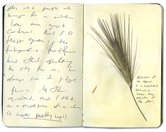 Grass Species Journal