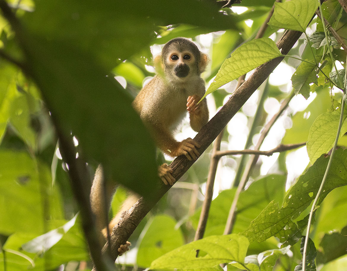 Humboldt's squirrel monkey (Saimiri cassiquiarensis)