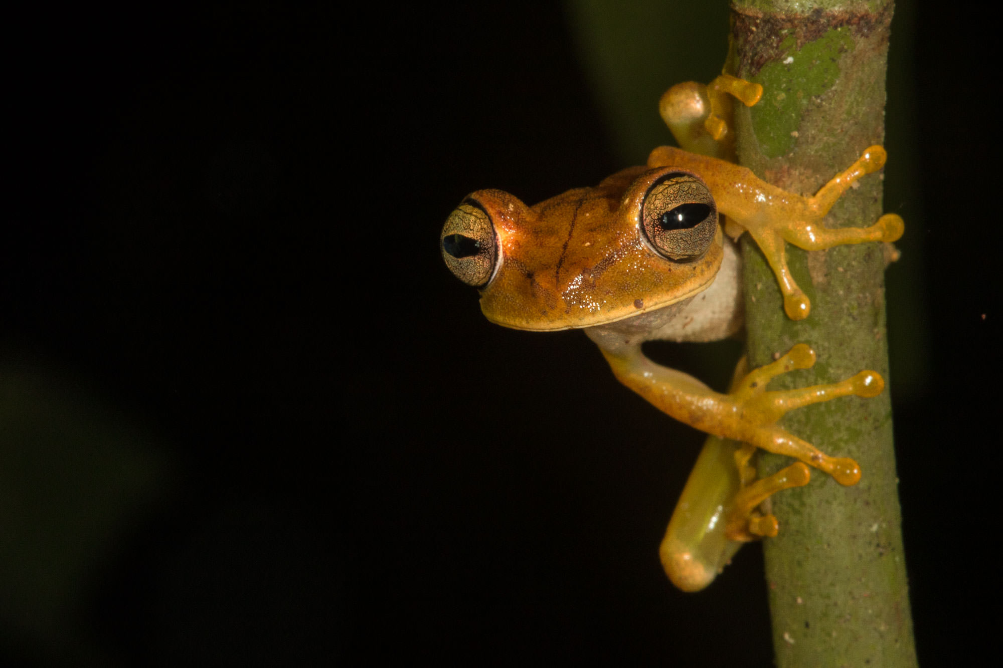 Map Tree Frog on the Tambopata River