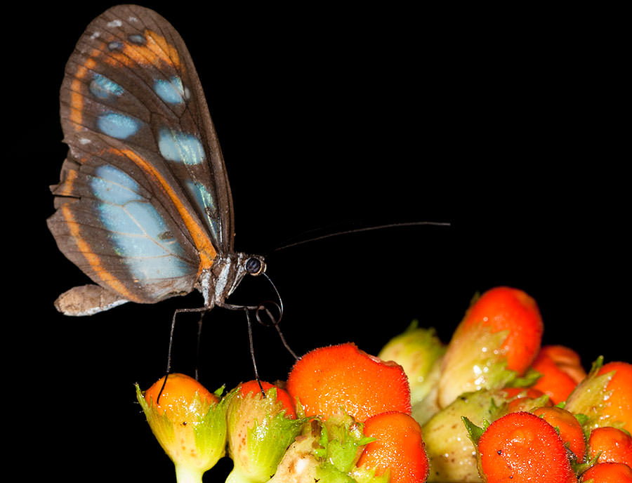 Illinissa Glasswing (Hyposcada illinissa), Yasuni National Park, Ecuador