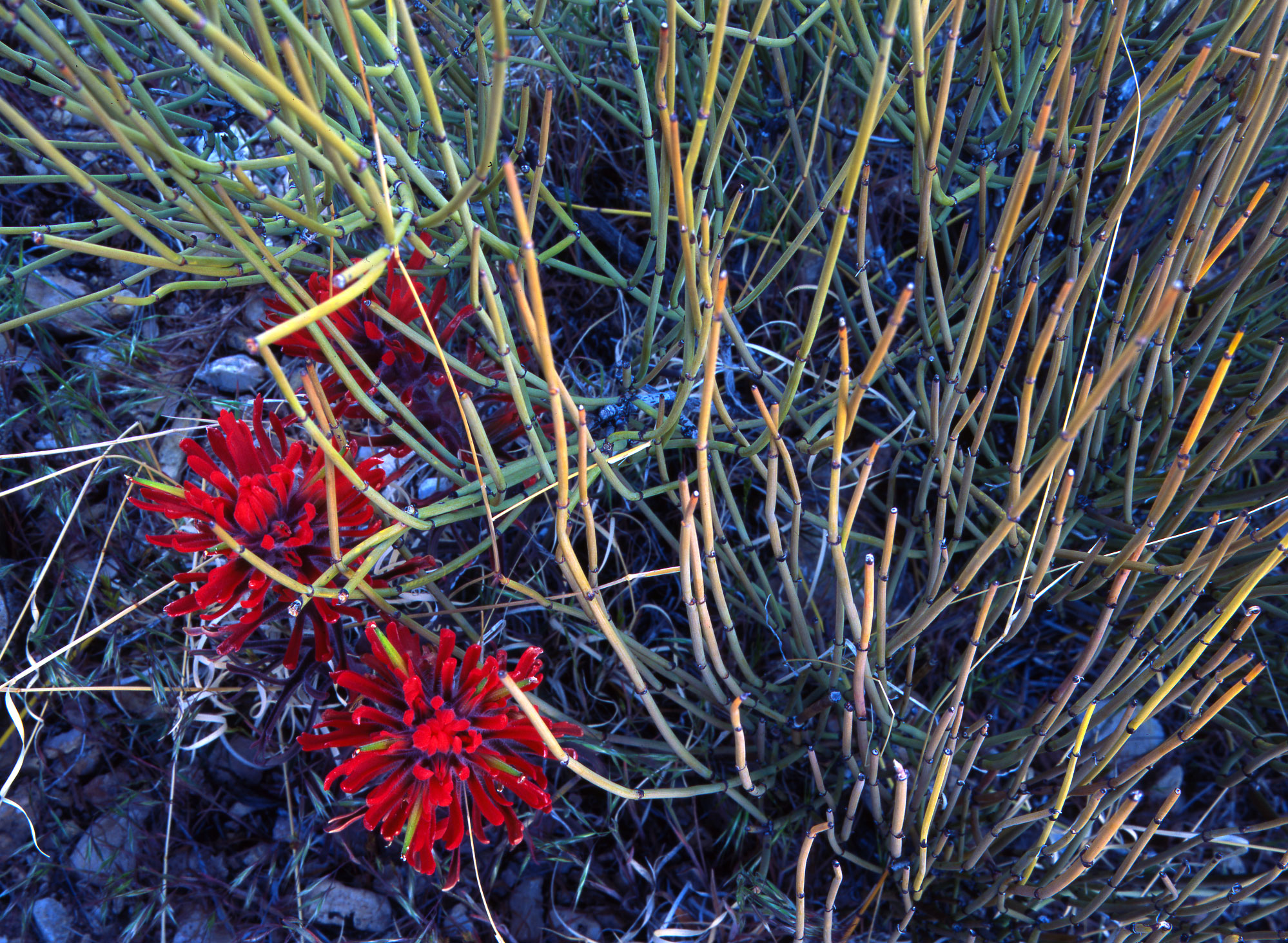 Indian Paintbrush in the Colorado Plateau