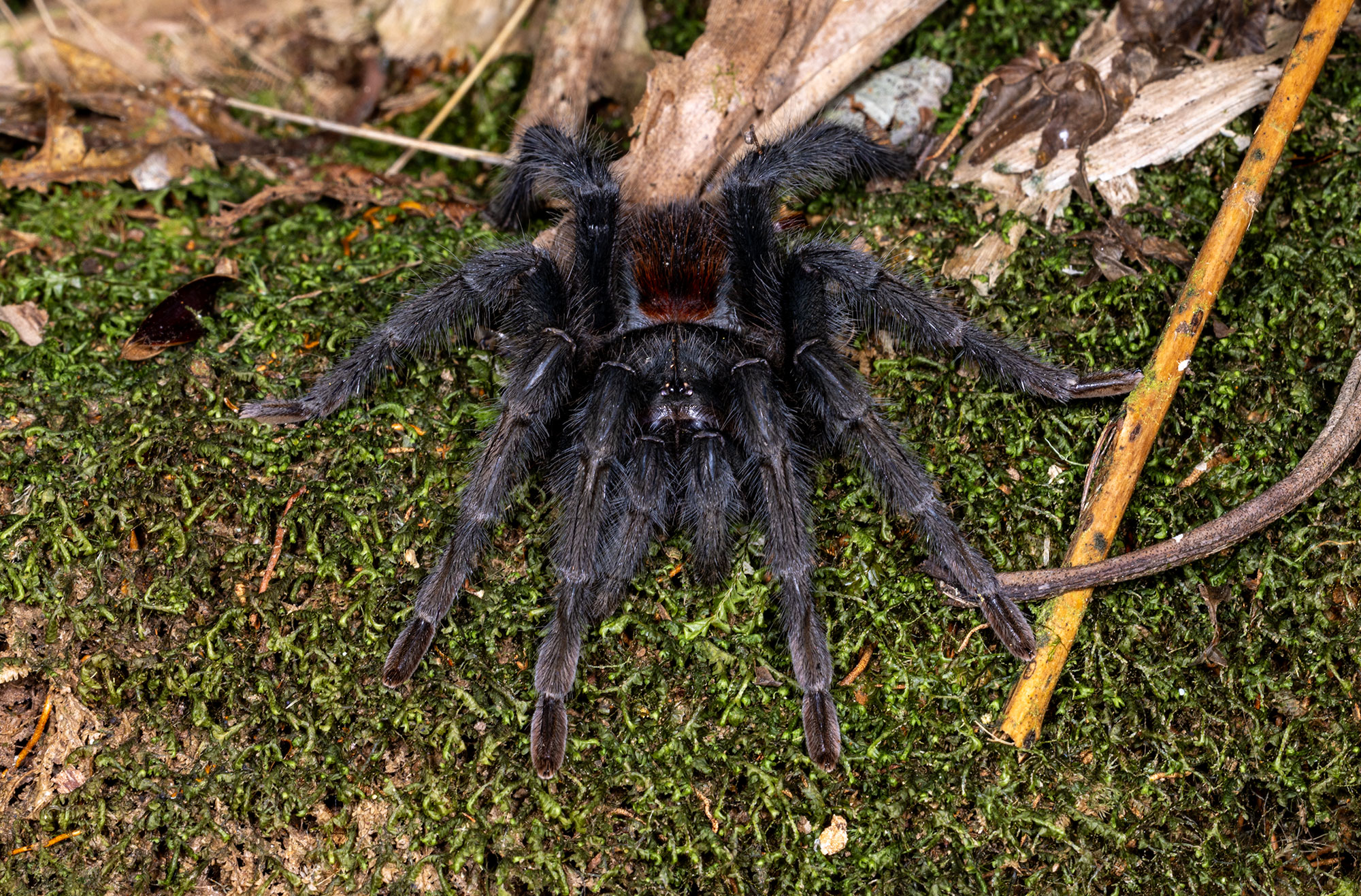 Kankuamo marquezi spider