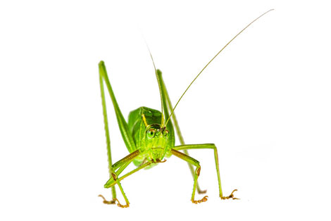 Katydid