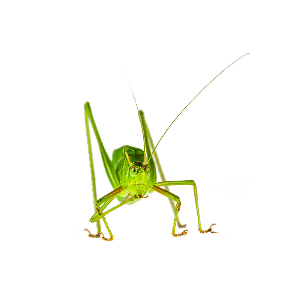 Katydid Photography