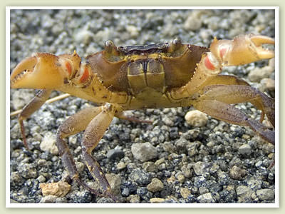 Land Crabs