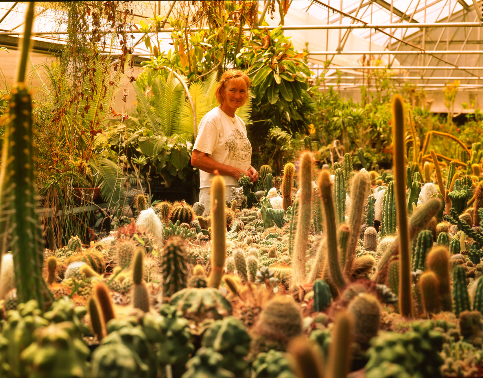 Cactuses in Las Vegas