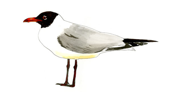 Watercolor and Copic marker sketch of a Laughing Gull (Leucophaeus atricilla), by Erik Gauger.