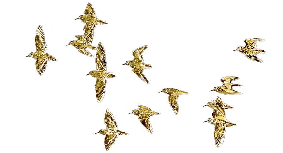 Watercolor and Copic marker sketch of a Least Sandpiper (Calidris minutilla), by Erik Gauger.