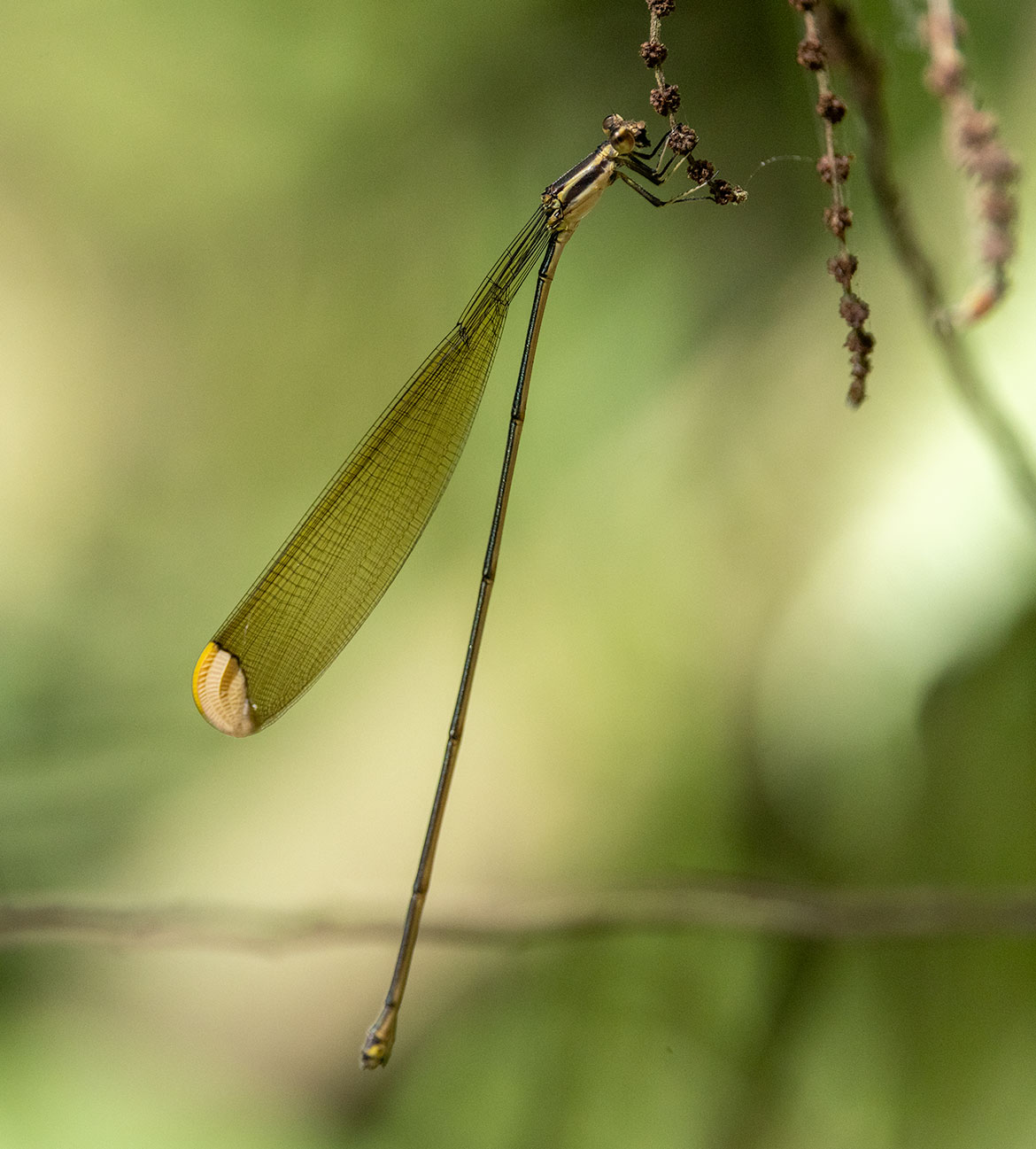 Lemon-tipped Helicopter (Mecistogaster ornata) near Minca, Colombia—extremely long abdomen of a 'helicopter' damselfly