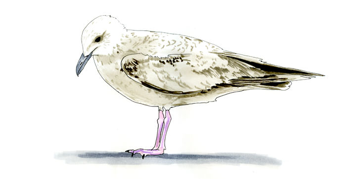 Watercolor and Copic marker sketch of a Lesser Black-backed Gull (Larus fuscus), by Erik Gauger.