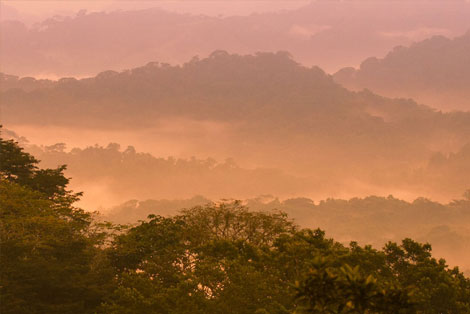 Soberania Rainforest