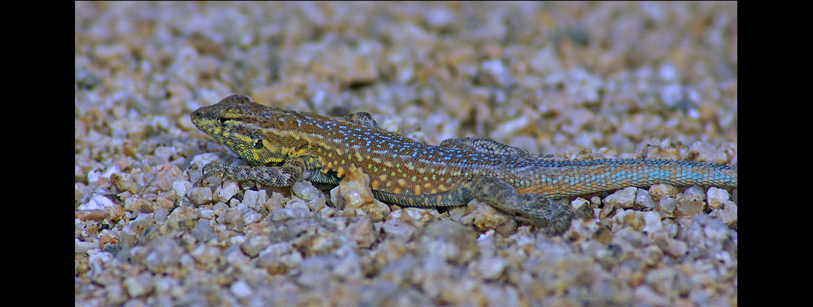 Western Fence Lizard
