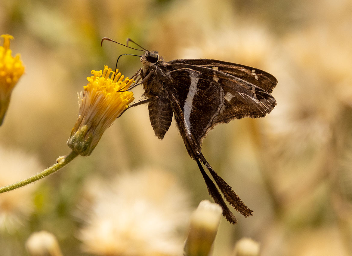 Long-tailed Skipper (Urbanus proteus), Santa Maria Beach, Baja Sur, Mexico