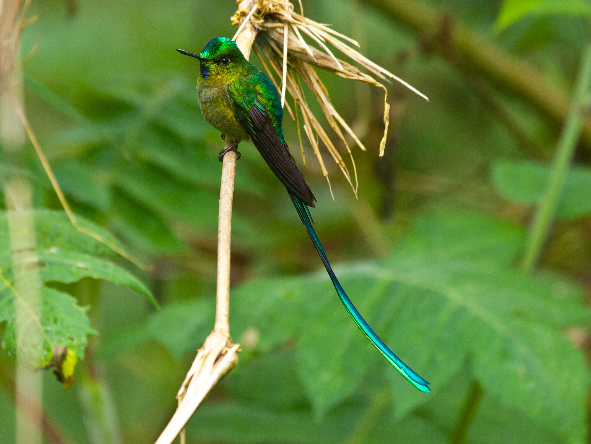 Long-tailed Sylph