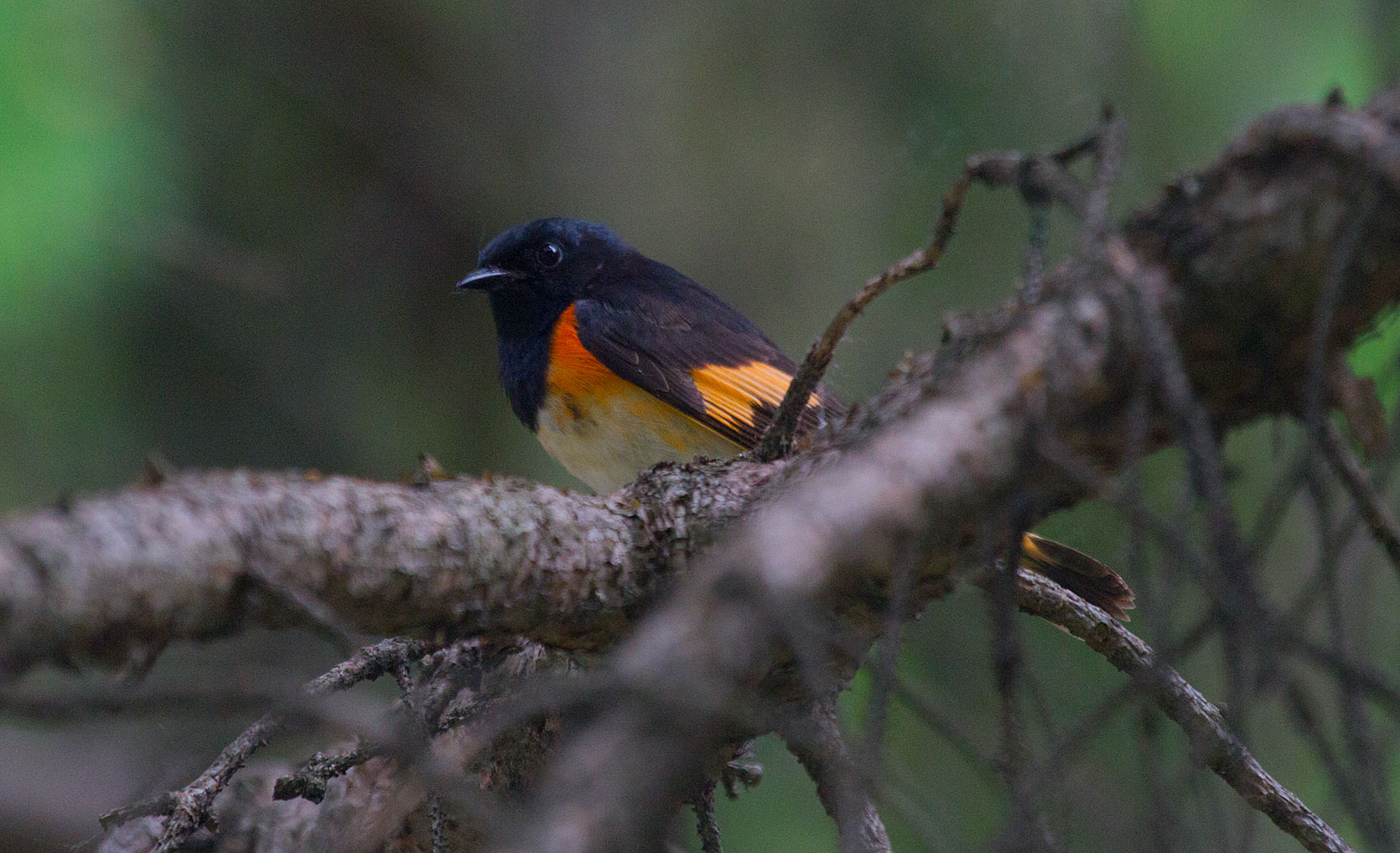 American Redstart near Lake Minnetonka