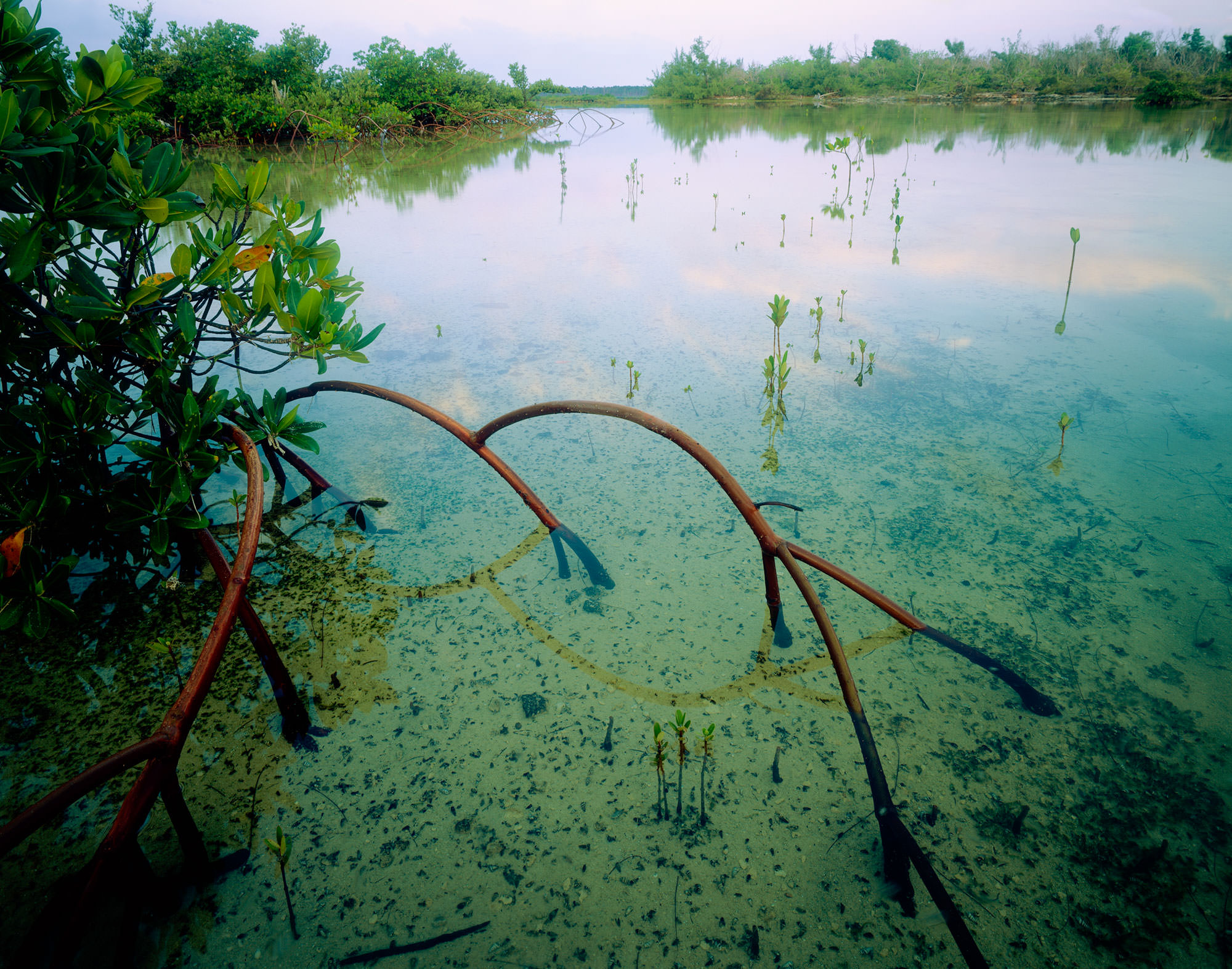 Mangrove Marshes in the Abaco Islands.