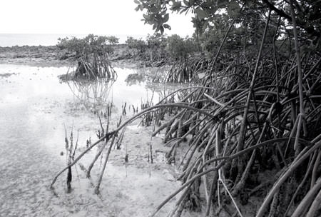Mangroves