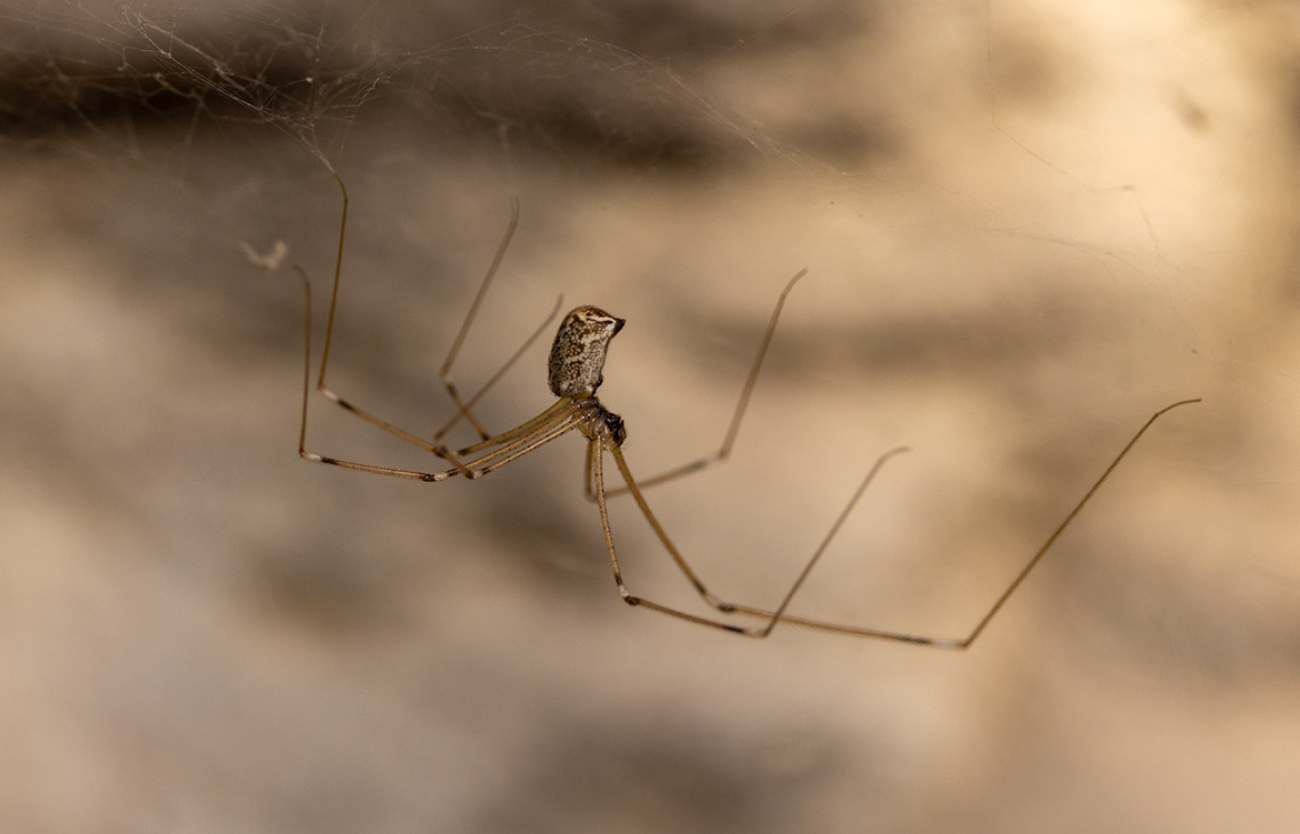 Marbled Cellar Spider (Holocnemus pluchei) in Buskett Woodlands, Malta