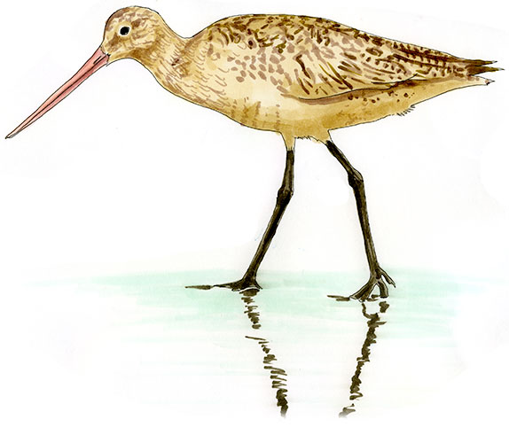 Watercolor and Copic marker sketch of a Marbled Godwit (Limosa fedoa), by Erik Gauger.