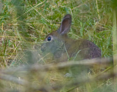Marsh Rabbit (Sylvilagus palustris)