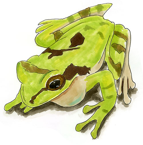 Neotropical Masked Treefrog (Smilisca phaeota) — Copic and watercolor sketch showing the broad pale flanks and dark facial mask of this widespread Central American species, common in lowland Panama after evening rains.