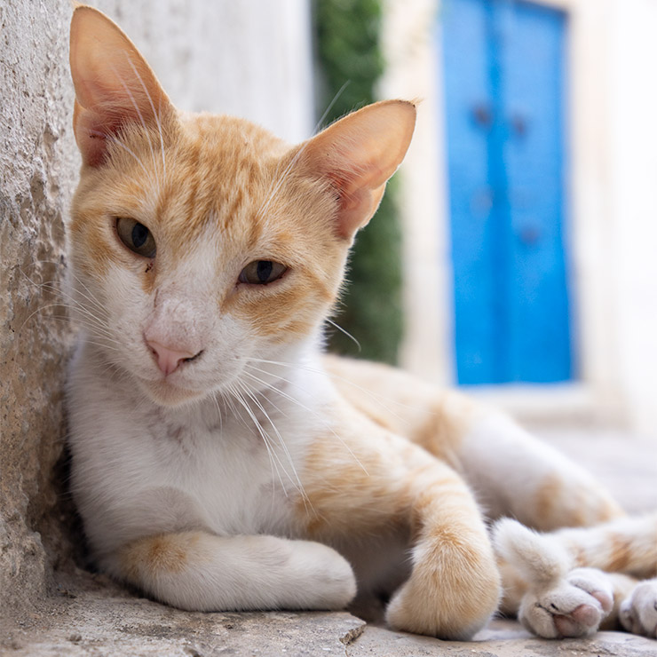 Orange and white cat resting in a quiet alley of the Medina of Tunis, with a blurred blue door in the background.
