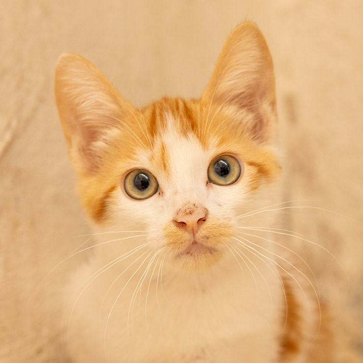 In the winding alleys of the Medina of Tunis, this wide-eyed kitten peers out from the shadows—fragile, alert, and already learning the rhythms of street life.