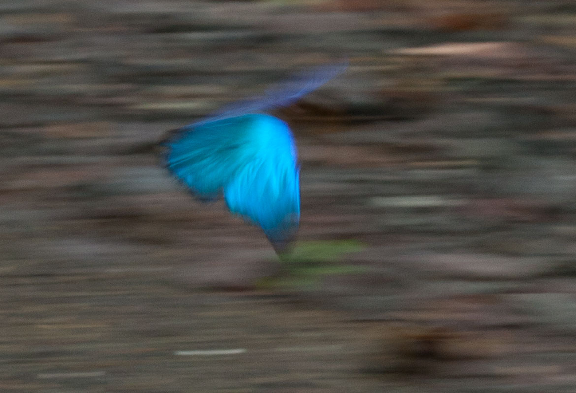 Menelaus Blue Morpho (Morpho Menalaus), Pipeline Road, Panama