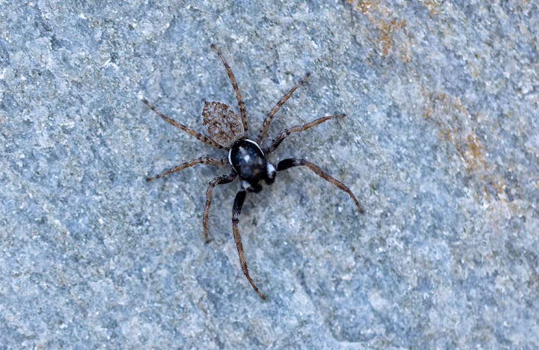 Menemerus semilimbatus jumping spider in Naoussa, Paros, Greece on whitewashed wall