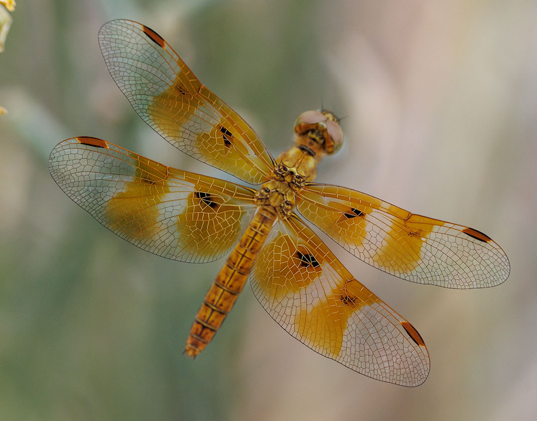 Mexican Amberwing (Perithemis intensa) female in Henderson, Nevada—tiny amber-winged skimmer perched on reeds
