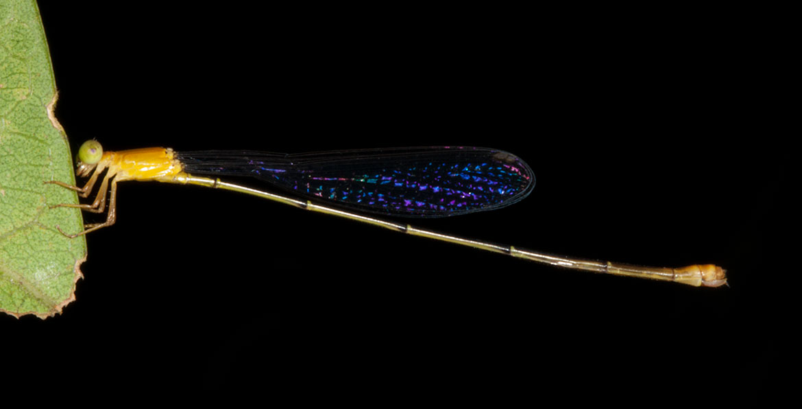 Helicopter Damselfly (Microstigma rotundatum) on the Napo River, Ecuador—giant rainforest damselfly with long legs