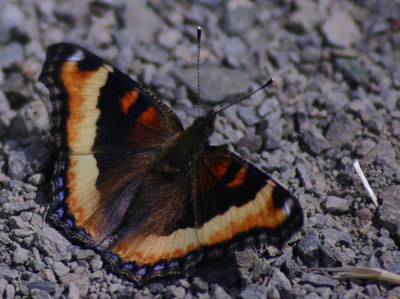 Milbert's Tortoiseshell (Aglais milberti)