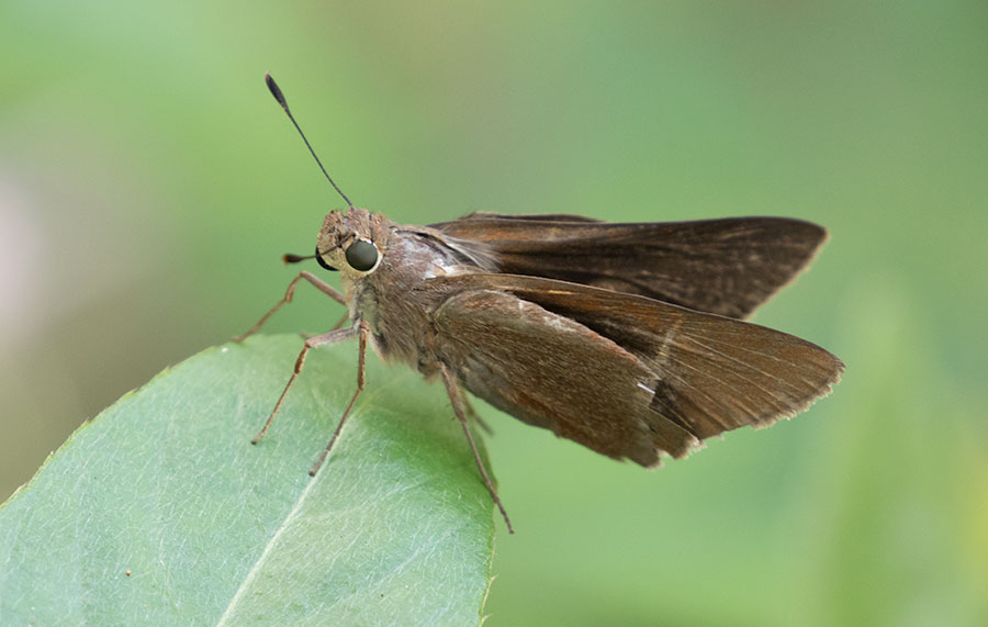 Monk Skipper (Asbolis capucinus), Jardín Botánico Nacional, Cuba